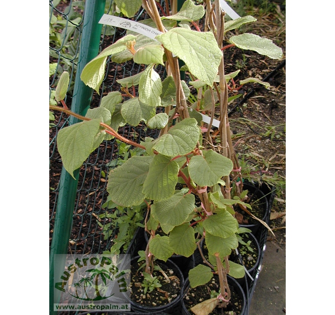 Actinidia chinensis "Solo" - Kiwi selbstfruchtend 160/180cm